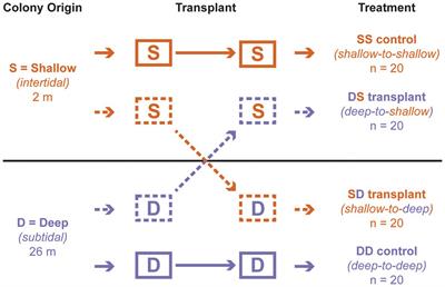 Zoantharian Endosymbiont Community Dynamics During a Stress Event